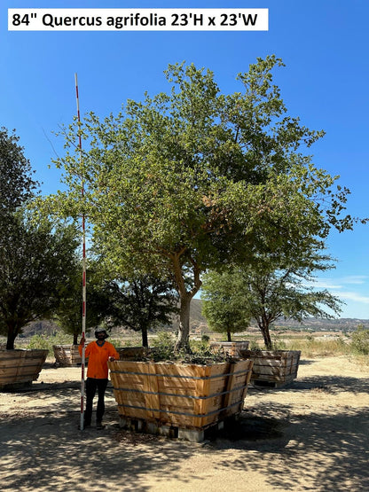 84" Quercus agrifolia — 23'H × 23'W #0004-1