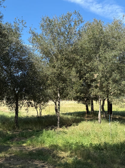 Coast Live Oak 72" Box | Field Grown Quercus Agrifolia Standard