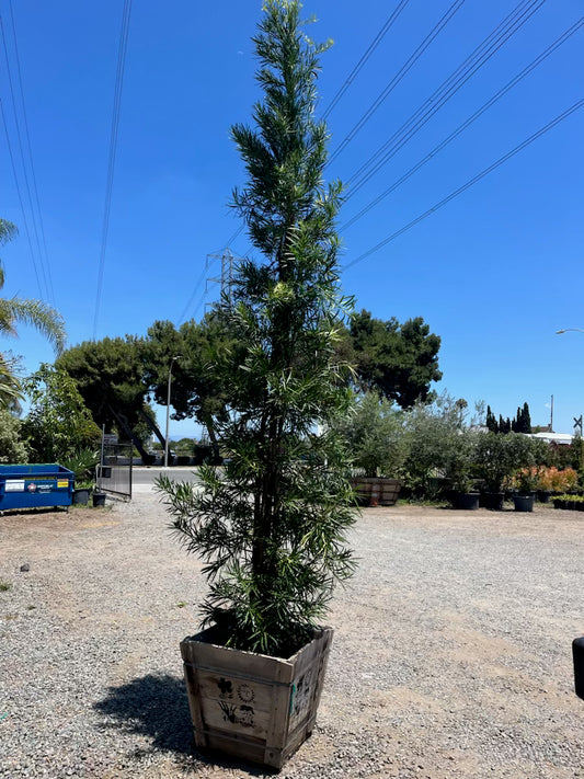 Podocarpus macrophyllus 'Maki', Shrubby Yew Pine - 24" box