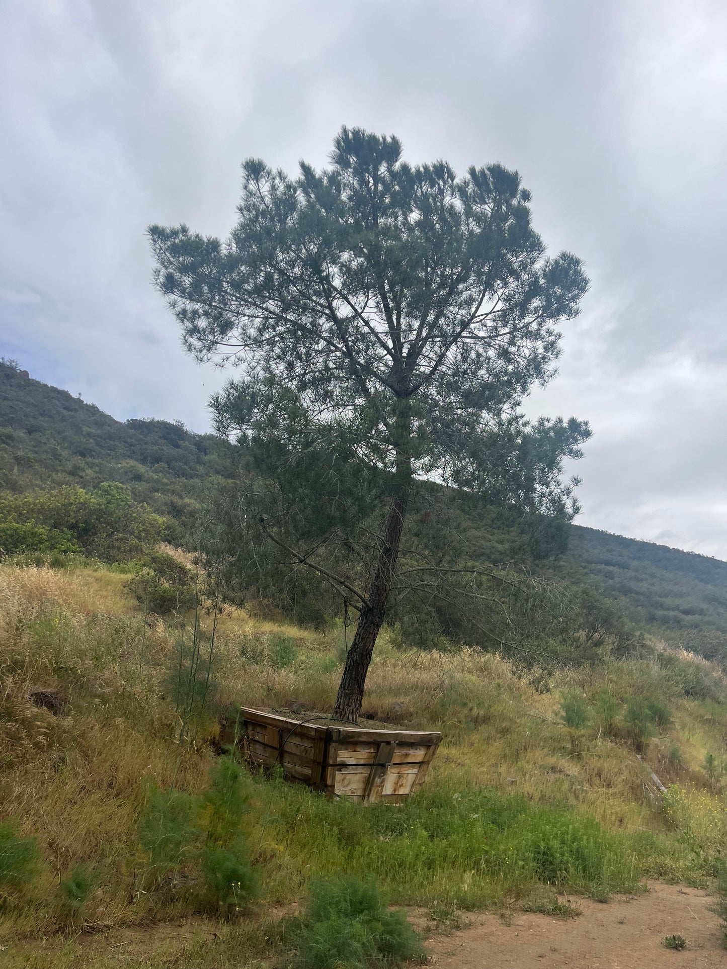 #1R - Pinus pinea, stone pine 96"   #00011.0009-R1