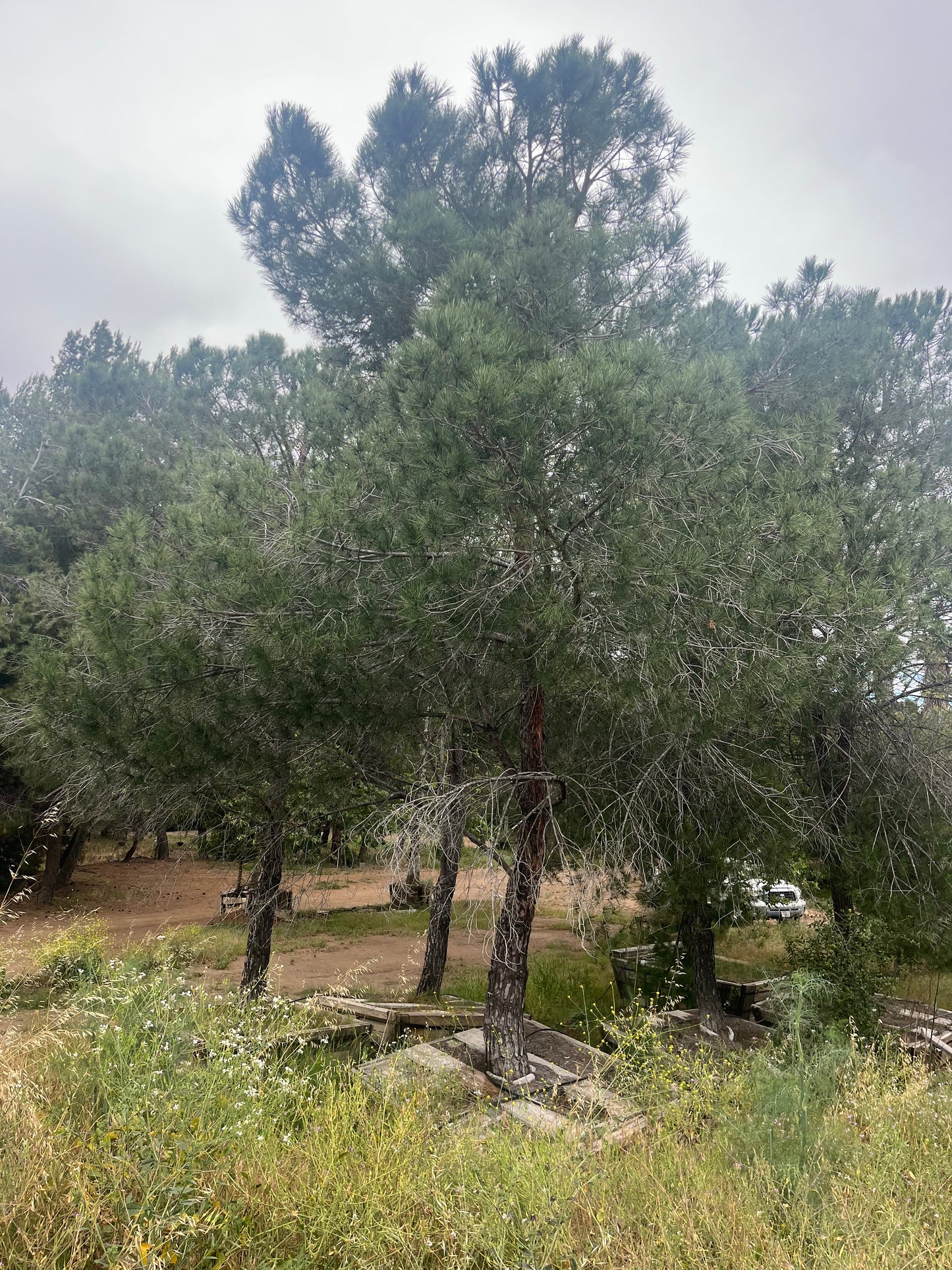 #2R- Pinus pinea, stone pine 84" / 96"   #Batch -84" / 96" -2-R