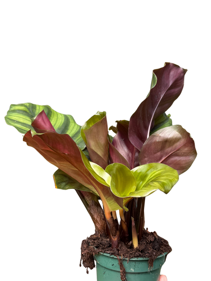 Calathea 'Fasciata'