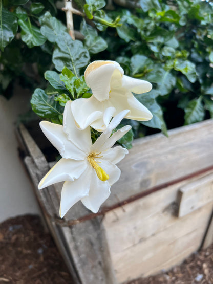 Gardenia thumbergia 15g
