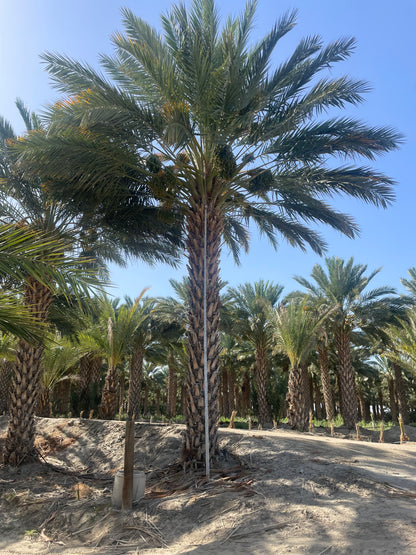 Phoenix dactylifera True Date Palm