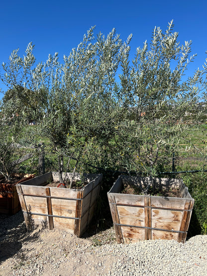 Olea europaea 'Wilsonii' Multi - 36" Box, 9' tall x 4' wide
