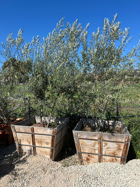 Olea europaea 'Wilsonii' Multi - 36" Box, 9' tall x 4' wide