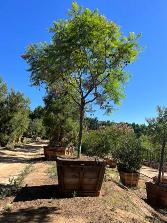 Tree in a pot with a clear blue sky and other trees in the background