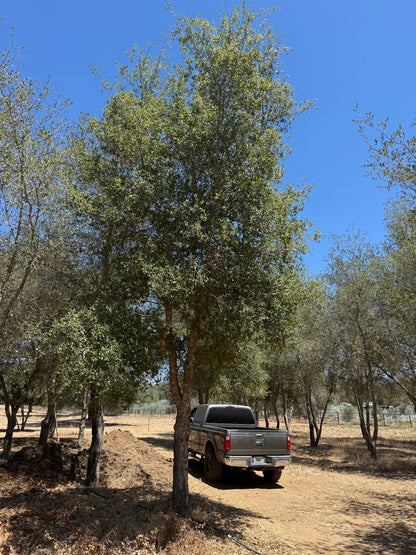 Coast Live Oak 72" Box | Field Grown Quercus Agrifolia Standard