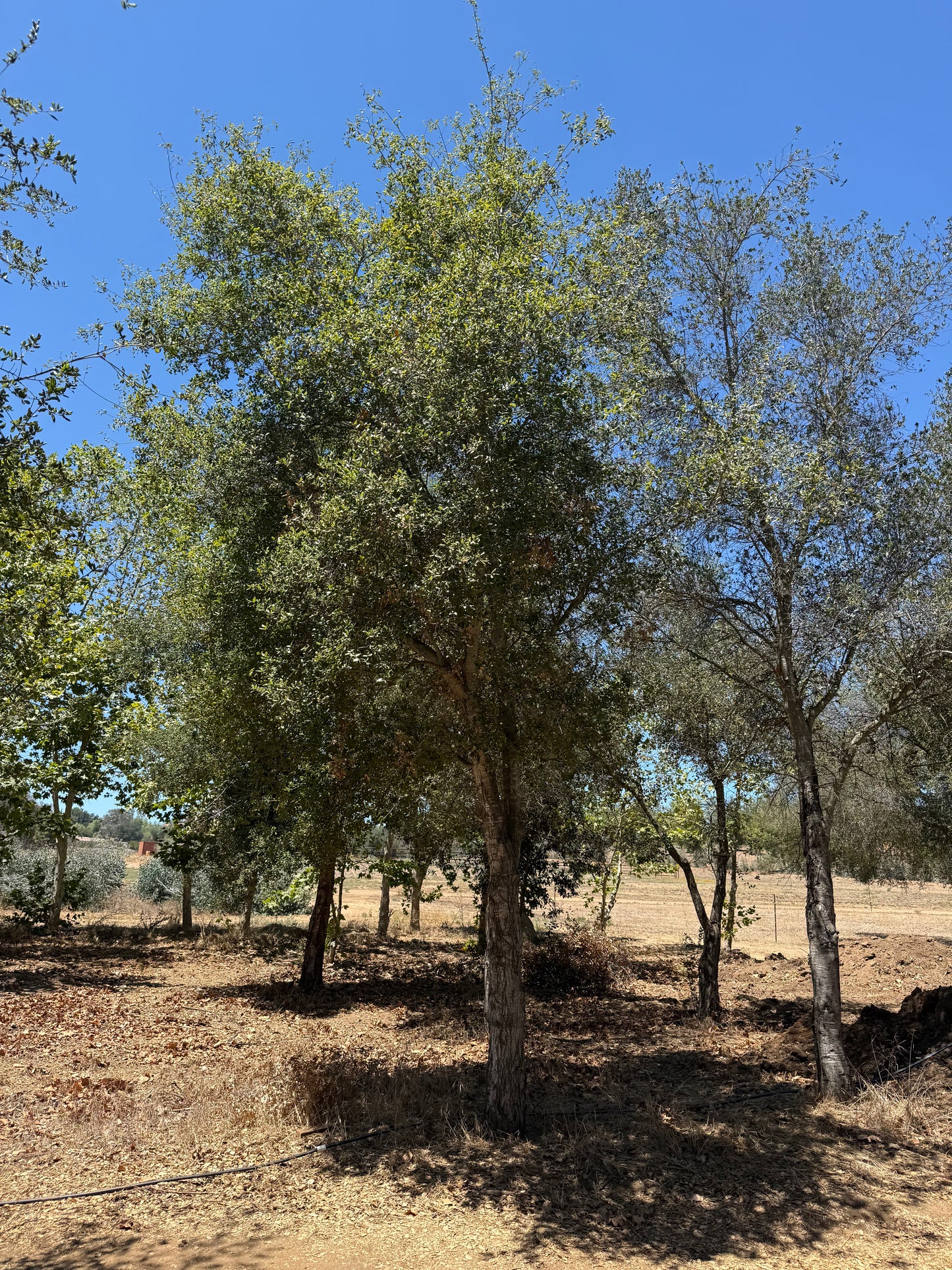 Coast Live Oak 72" Box | Field Grown Quercus Agrifolia Standard