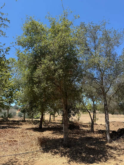 Coast Live Oak 72" Box | Field Grown Quercus Agrifolia Standard