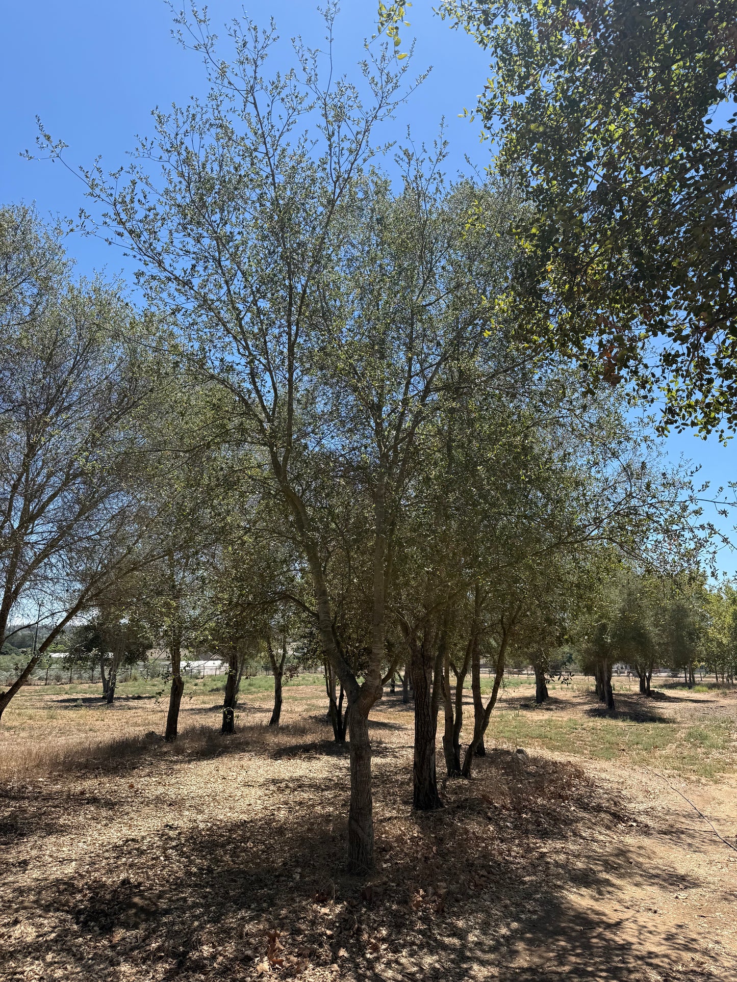Coast Live Oak 72" Box | Field Grown Quercus Agrifolia Standard