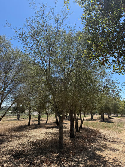 Coast Live Oak 72" Box | Field Grown Quercus Agrifolia Standard