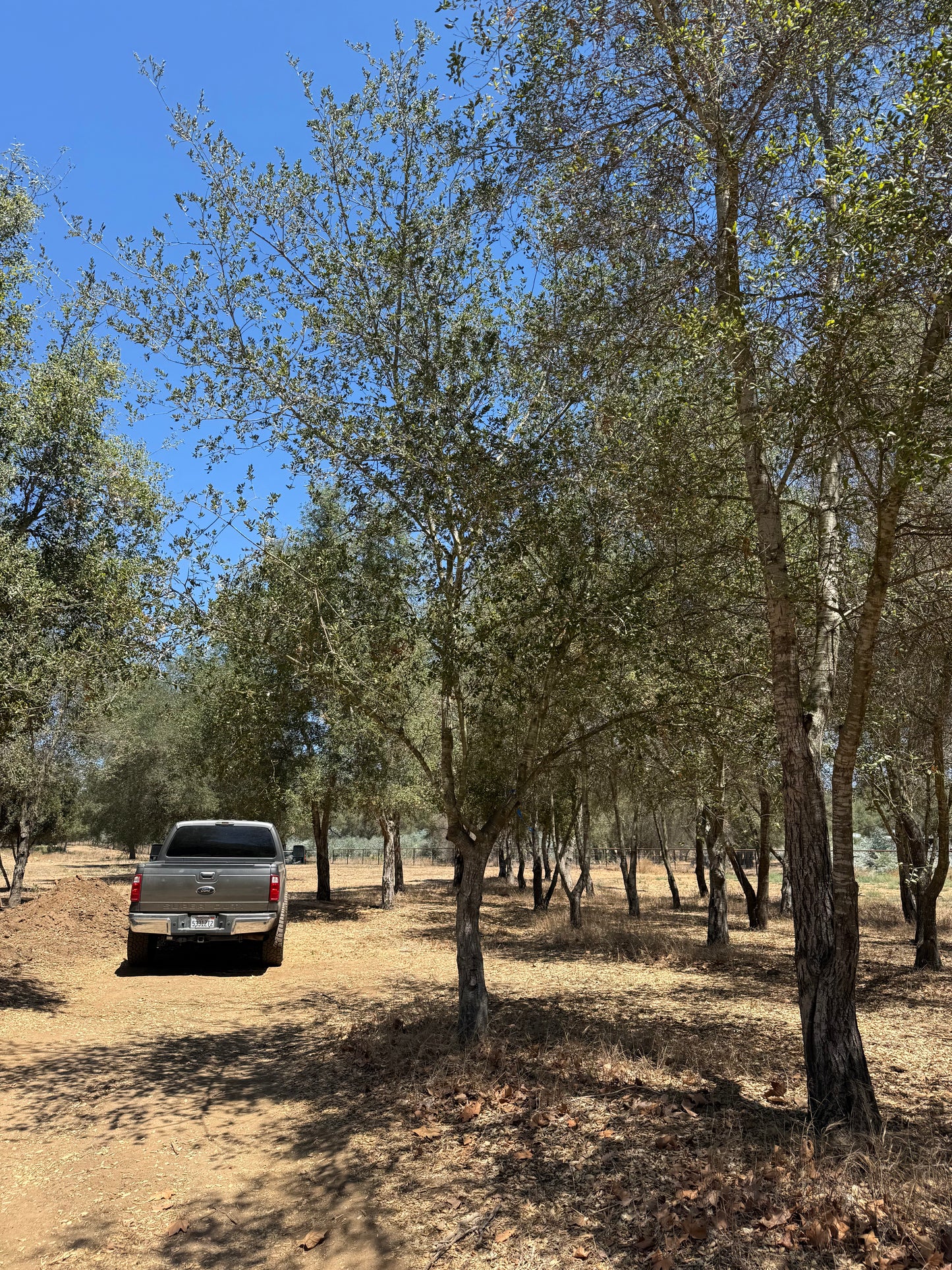 Coast Live Oak 72" Box | Field Grown Quercus Agrifolia Standard