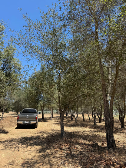 Coast Live Oak 72" Box | Field Grown Quercus Agrifolia Standard