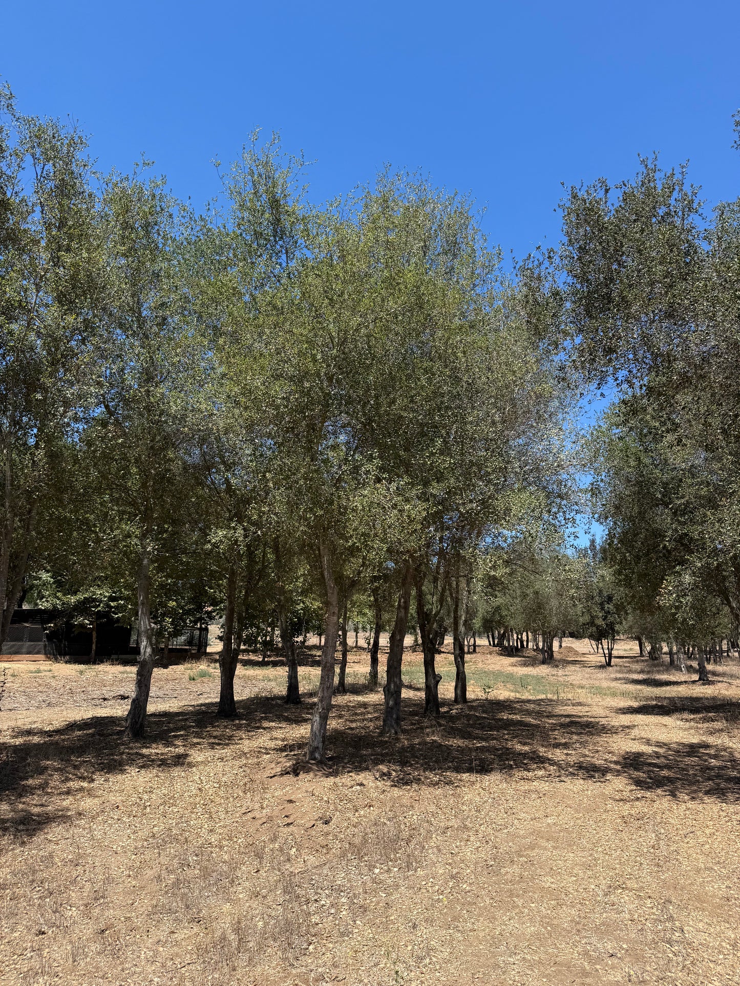 Coast Live Oak 72" Box | Field Grown Quercus Agrifolia Standard