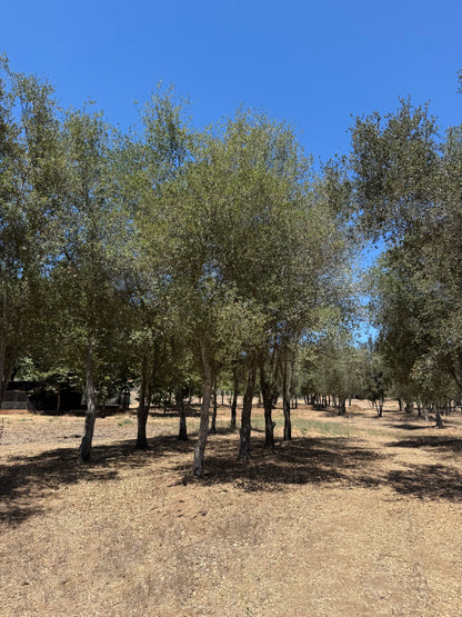 Coast Live Oak 72" Box | Field Grown Quercus Agrifolia Standard