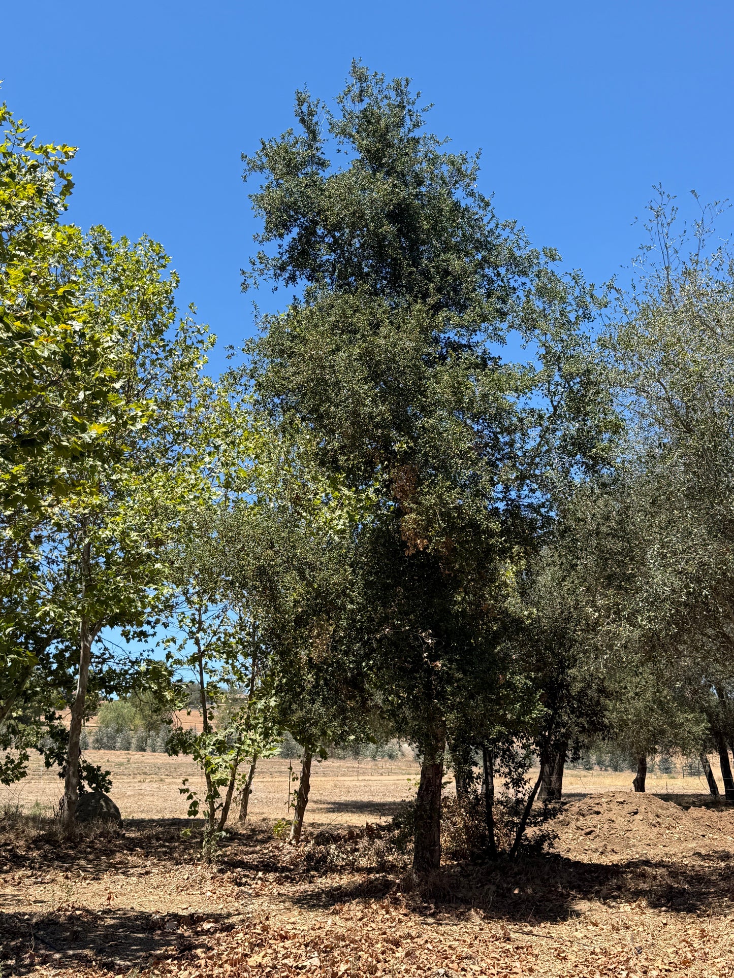 Coast Live Oak 72" Box | Field Grown Quercus Agrifolia Standard