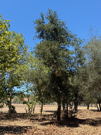 Coast Live Oak 72" Box | Field Grown Quercus Agrifolia Standard