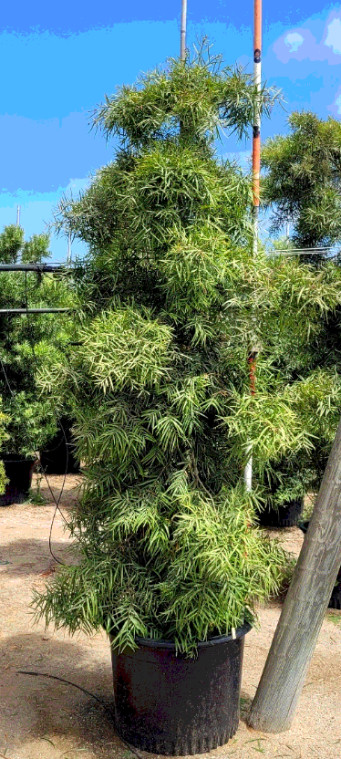 Podocarpus gracilior  30 Gallon