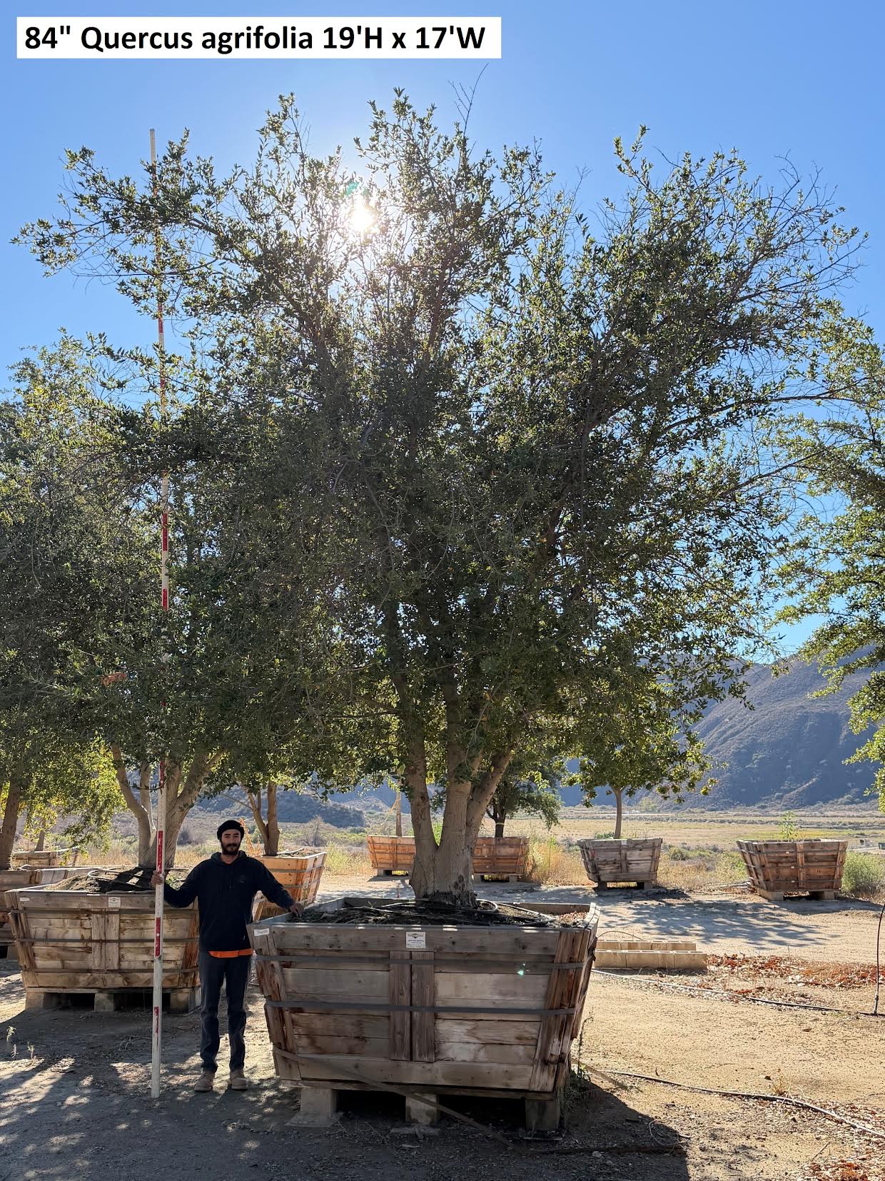 84" Quercus agrifolia — 19'H × 17'W #0004-2