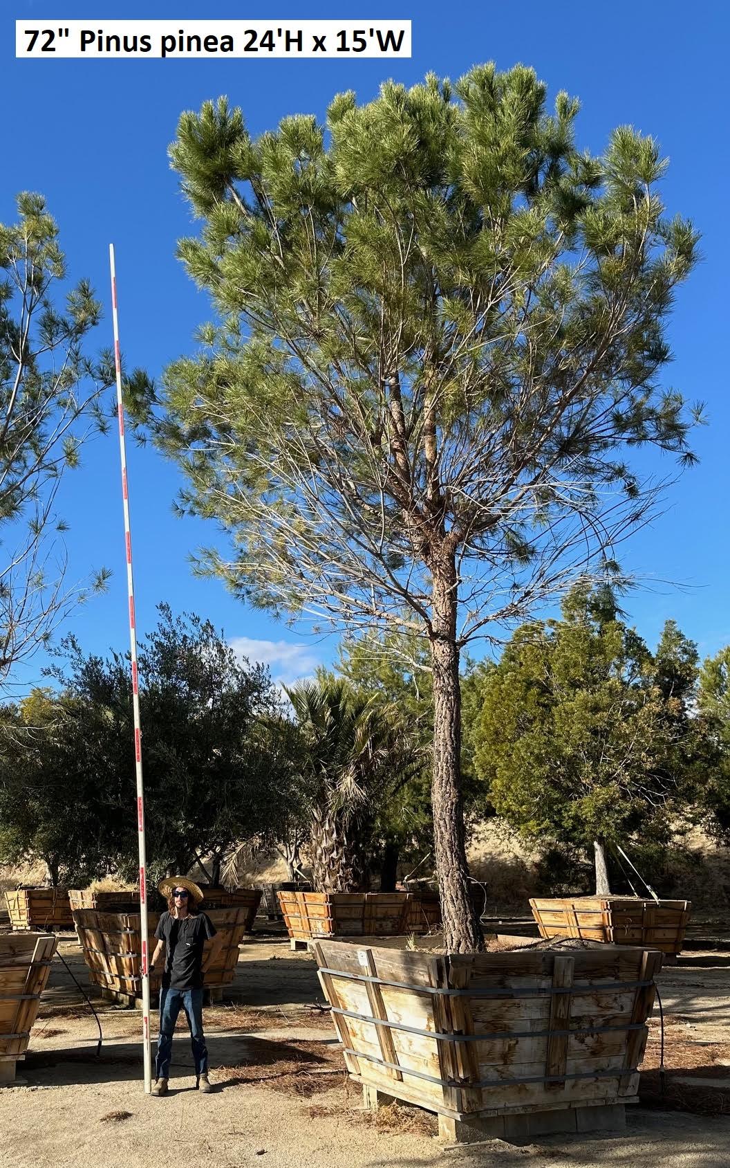 #2 Pinus pinea, stone pine 72" box, 24'H x 15'W  #0084.0053-2T