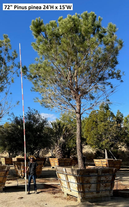 #2 Pinus pinea, stone pine 72" box, 24'H x 15'W  #0084.0053-2T