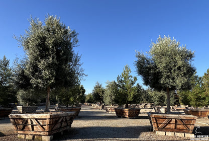60" Swan Hill® Olive Fruitless Olive Tree
