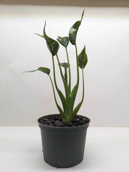Alocasia 'Tiny Dancer' - 4" Pot