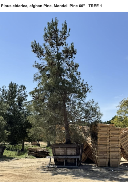 #1 Pinus eldarica 60", Fallbrook Tree 1 #0012