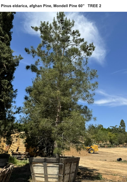 #2F Pinus eldarica 60", Fallbrook Tree 2 #0004.0002-2