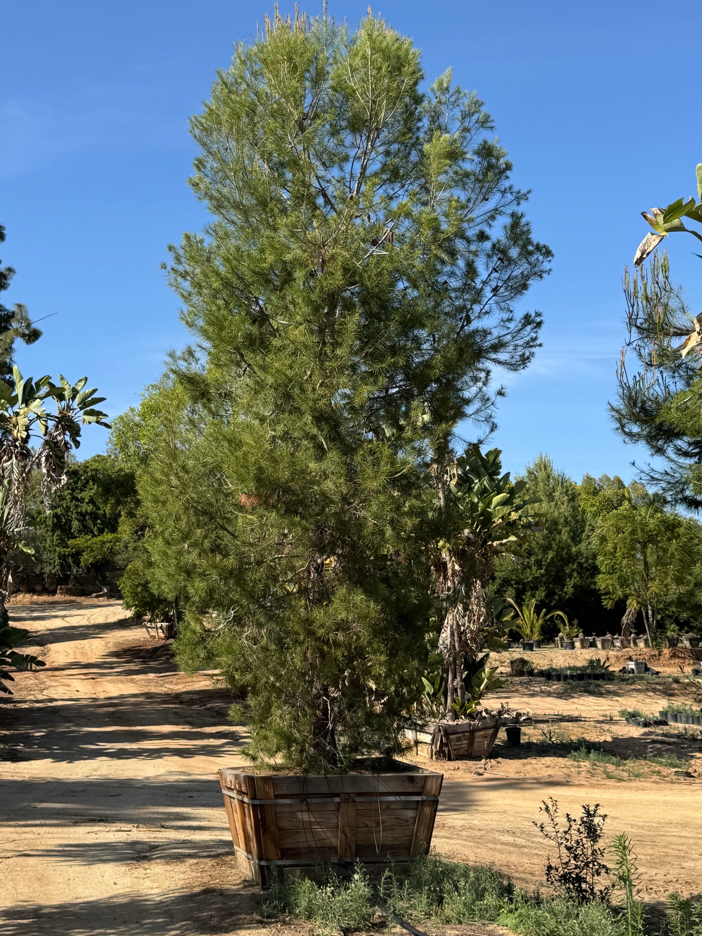 #1 Pinus halepensis, Aleppo pine 60", Fallbrook Tree 1 #0004.0002-1F