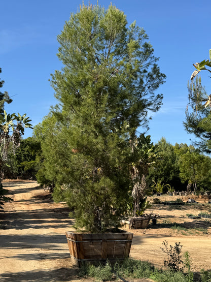 #1 Pinus halepensis, Aleppo pine 60", Fallbrook Tree 1 #0004.0002-1F