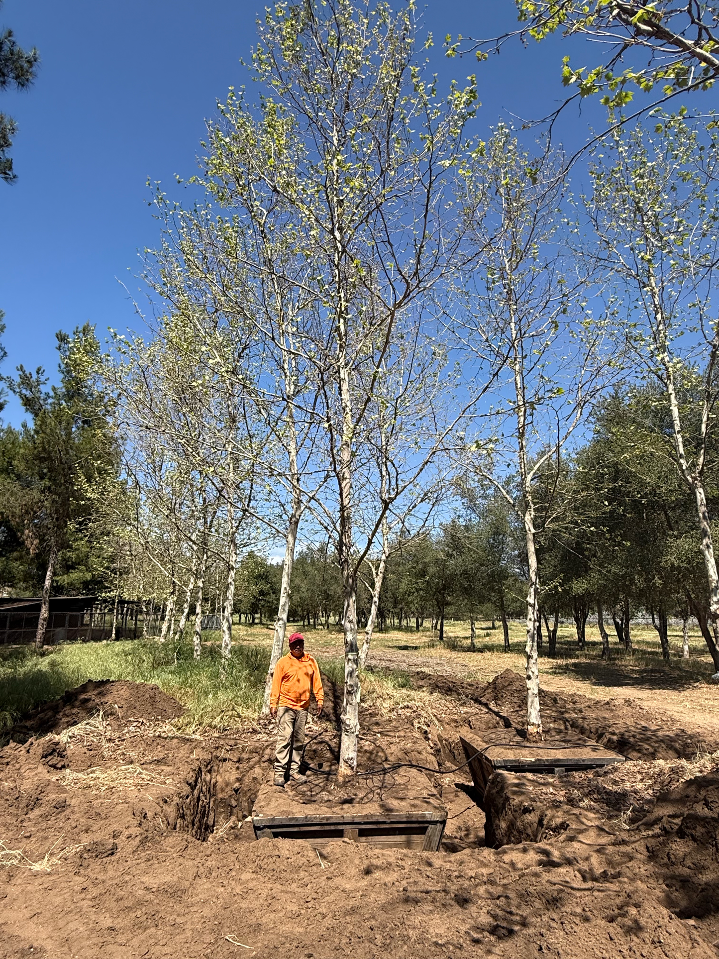 #2D Platanus racemosa - California Sycamore - 72", Fallbrook Tree 2 #0083-10