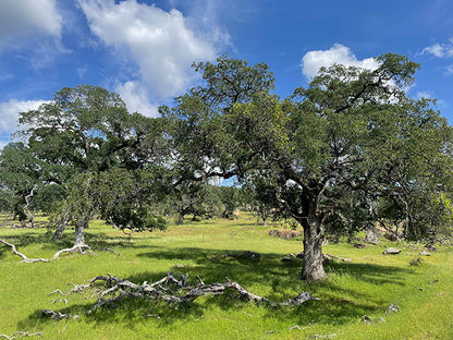 Coast Live Oak (Quercus agrifolia)