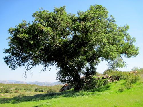 Coast Live Oak (Quercus agrifolia)