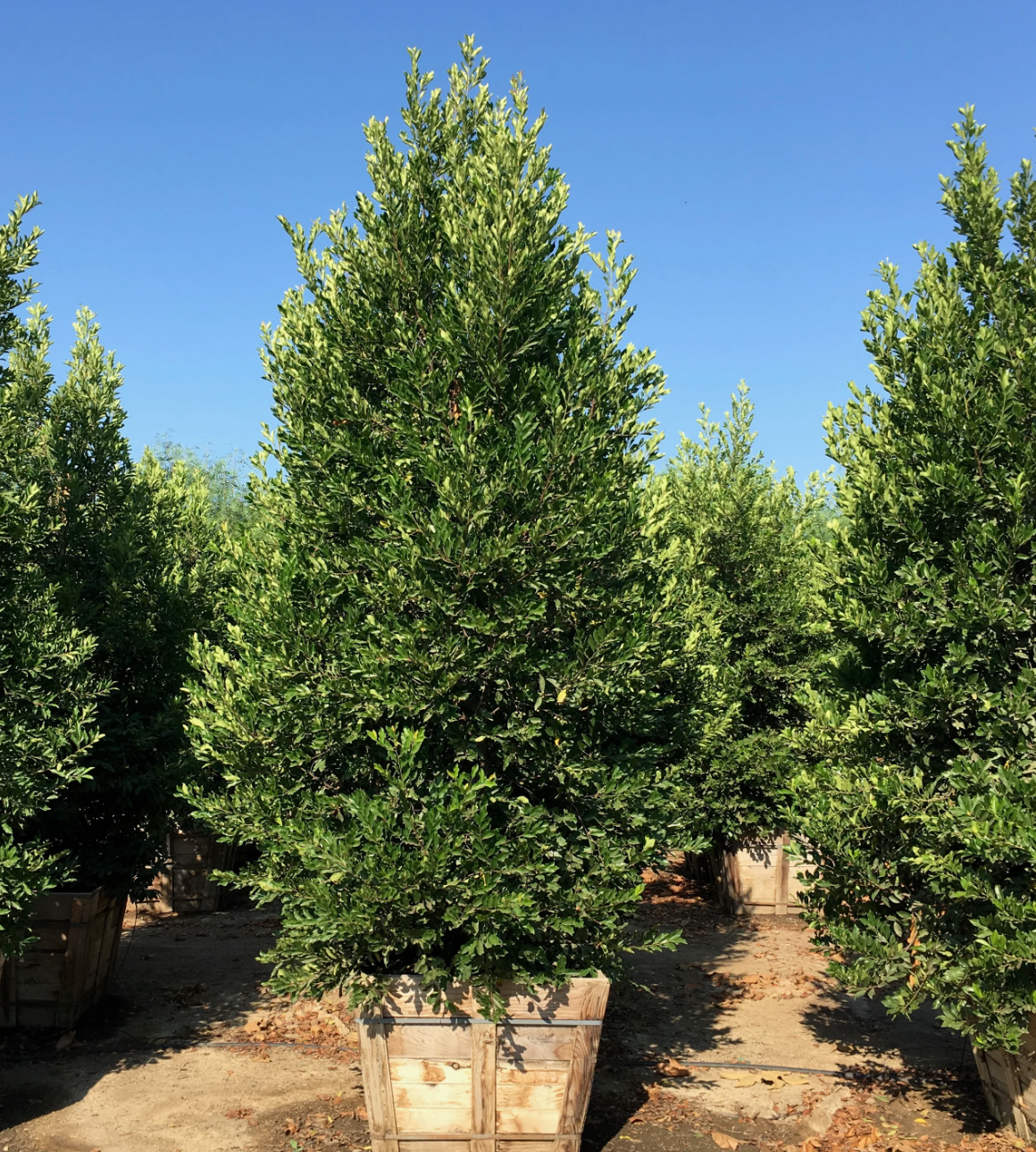 Prunus caroliniana, 24" Box