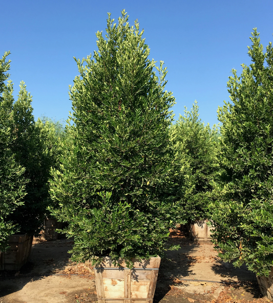 Prunus caroliniana, 24" Box