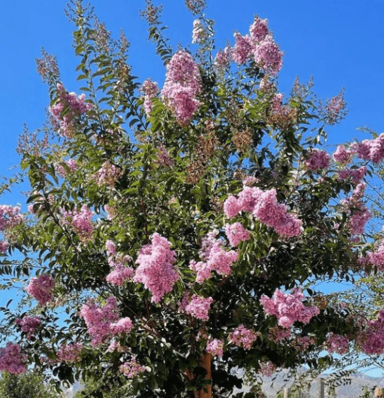 crape myrtle lavender tree Lavender Crape Myrtle Std (Lagerstroemia ‘Muskogee’) 36" Box Tree