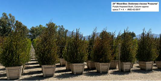 24" Wood-Box: Dodonaea viscosa 'Purpurea' (Purple Hopseed Bush)  Column>approx specs 7' x 4'