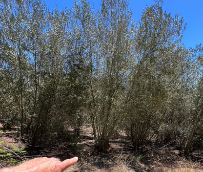 Field Grown - Architectural Specimen - Olea europaea ‘Wilsonii’, Multi 15 - 25 feet tall