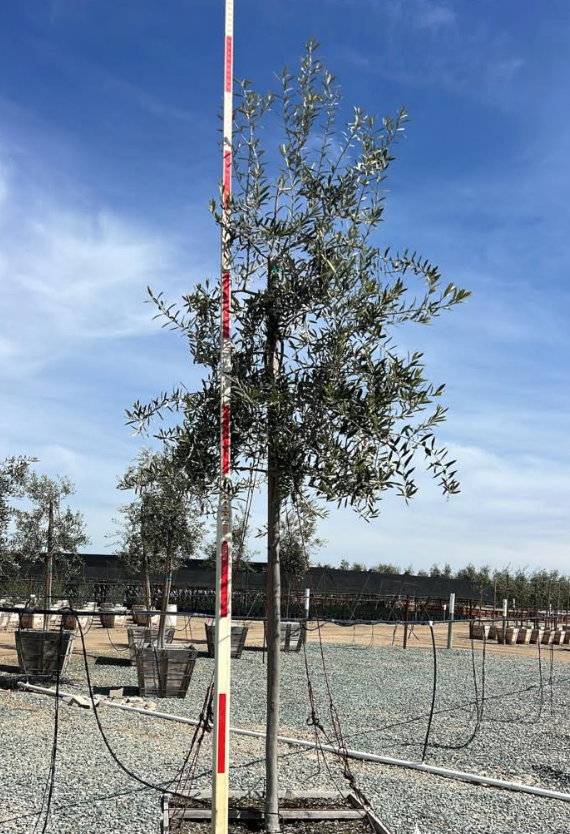 60" Swan Hill® Olive Fruitless Olive Tree