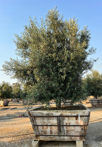 60" Swan Hill® Olive Fruitless Olive Tree