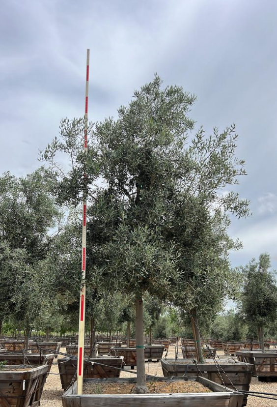 60" Swan Hill® Olive Fruitless Olive Tree