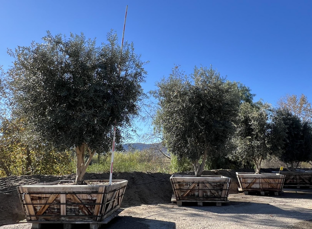 60" Swan Hill® Olive Fruitless Olive Tree