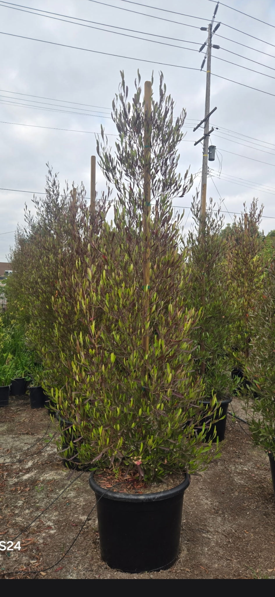 A tall, dense potted variegated varnish tree (Eucalyptus variegatus) in a black plastic nursery pot, photographed in an outdoor nursery setting with other plants and utility poles in the background.