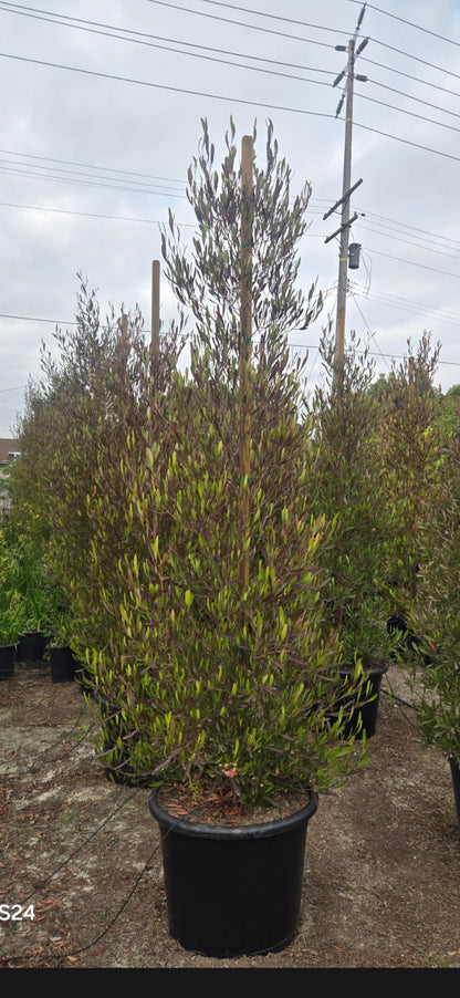 A tall, dense potted variegated varnish tree (Eucalyptus variegatus) in a black plastic nursery pot, photographed in an outdoor nursery setting with other plants and utility poles in the background.