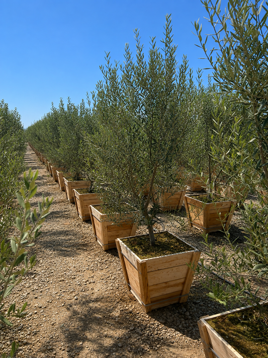 Swan Hill® Olive 24" Fruitless Olive Tree – Non-Fruiting, Waterwise Landscape Specimen