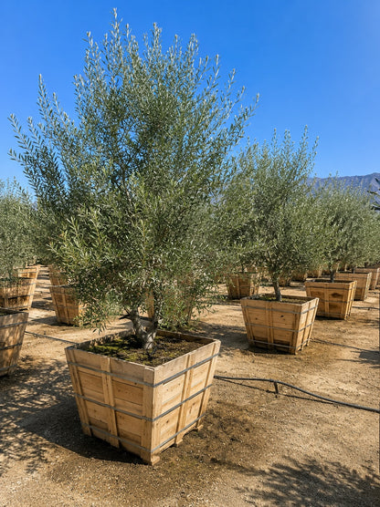 Swan Hill® Olive 36" Fruitless Olive Tree – Non-Fruiting, Waterwise Landscape Specimen