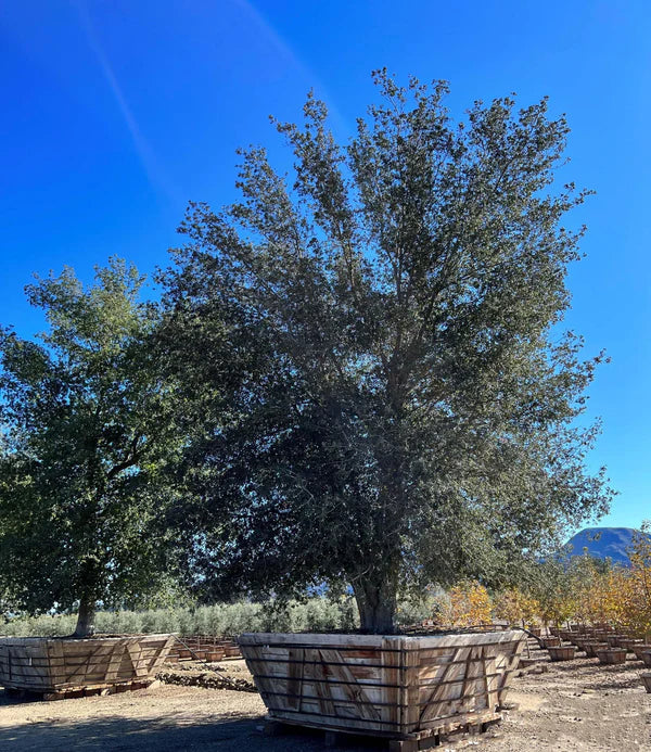 Coastal Live Oak (Quercus Agrifolia)