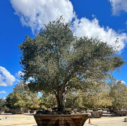 Coastal Live Oak (Quercus Agrifolia)